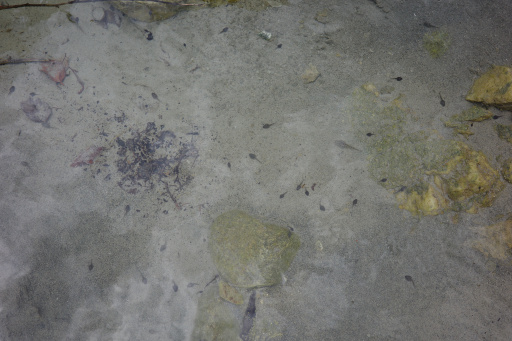 image R0014243.jpg