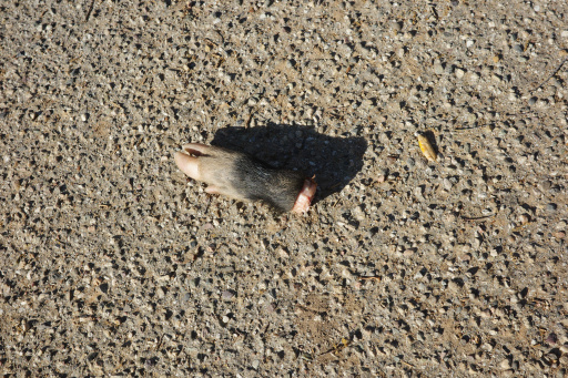 image R0010005.jpg