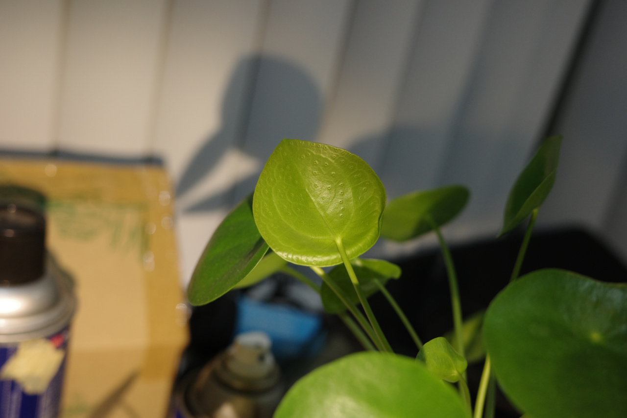 2022-08-08--plant-leaf