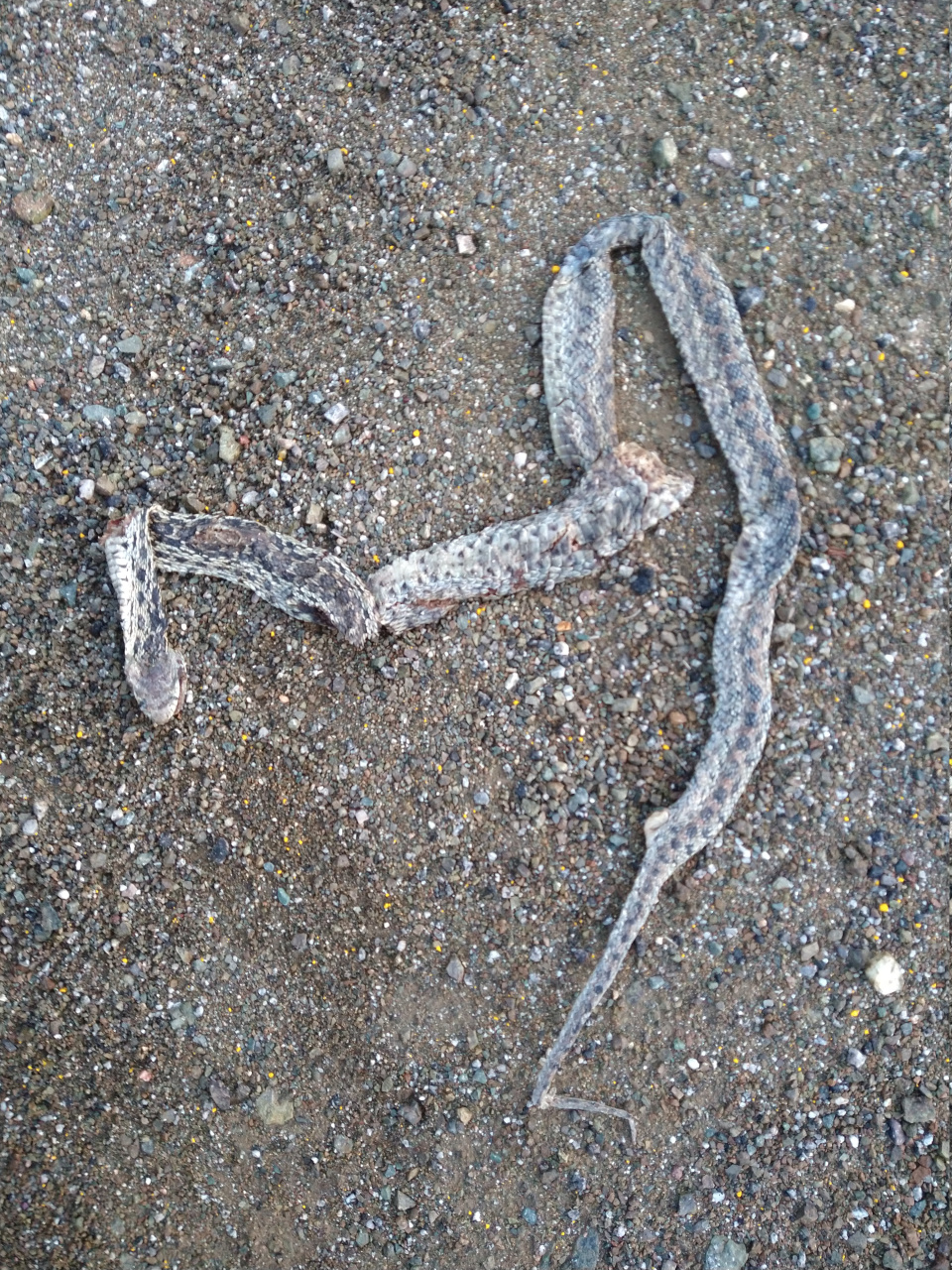 IMG 20220417 063357136